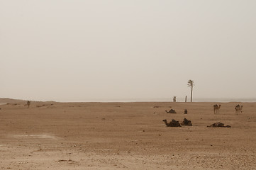 Image showing Sahara Desert, camels, palm trees and sand