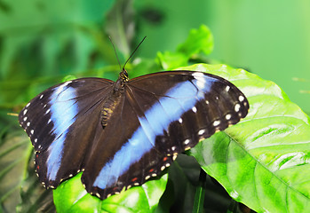 Image showing Butterfly on a leaf. On  background of leaves.