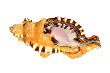 Image showing Old seashell
