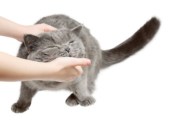 Image showing Happy cat is pleased with hand stroking