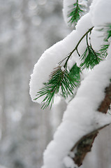 Image showing Coniferous branch covered with snow