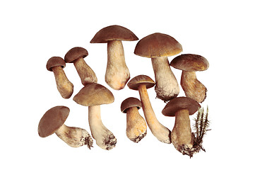 Image showing Group of Mushrooms