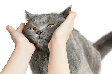 Image showing Happy cat is pleased with hand stroking