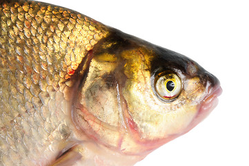 Image showing Fresh freshwater fish Bream.