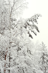 Image showing Snow-covered trees in the forest