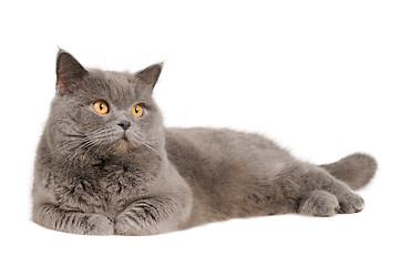 Image showing British cat lying and looking upright