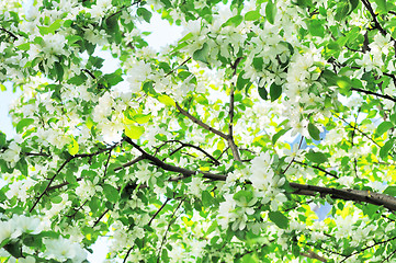 Image showing Flowering branches of a tree.