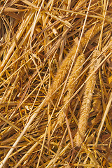 Image showing Stalks of grass in a haystack