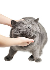 Image showing Happy cat is pleased with hand stroking