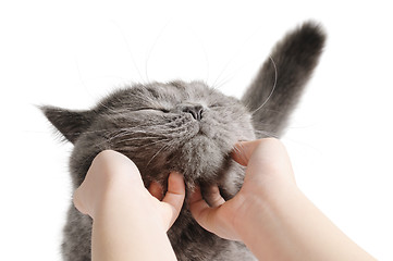 Image showing Happy cat is pleased with hand stroking