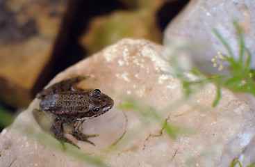 Image showing Frog on a stone