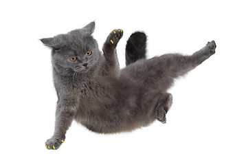 Image showing British cat dancing breakdance