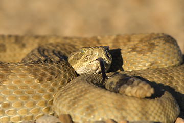 Image showing Sunning Rattlesnake