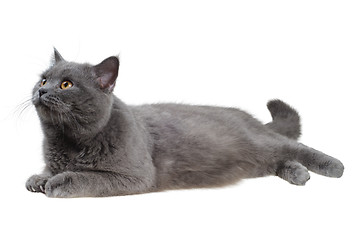 Image showing British cat lying and looking left