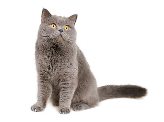 Image showing British cat sits and looking