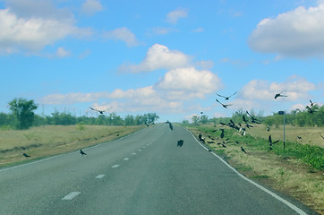Image showing Birds on the highway