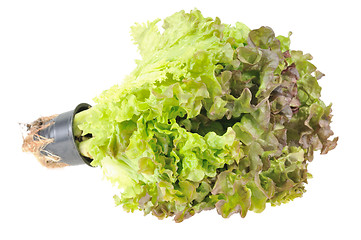 Image showing Lettuce. Isolated on white