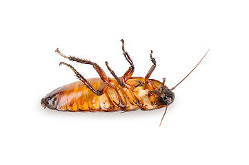 Image showing Madagascar cockroach, lying on his back