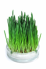 Image showing Green grass growing in the ashtray