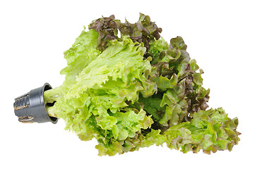 Image showing Lettuce. Isolated on white