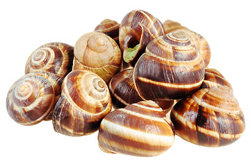 Image showing Bourgogne snails with garlic butter