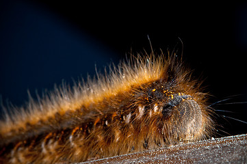 Image showing Macro hairy caterpillar