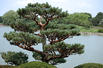 Image showing Asian Evergreen