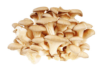 Image showing Bunch of mushrooms - Oyster