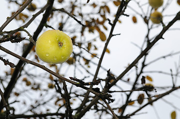 Image showing Ripe apple on a tree without leaves