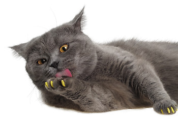 Image showing British cat lying and licking his paw