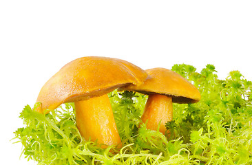 Image showing Mushrooms in the moss