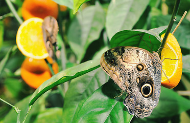 Image showing Butterfly on a leaf. On  background of leaves.