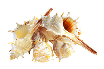 Image showing Several seashell