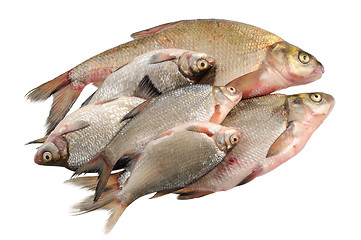 Image showing Several fresh freshwater fish