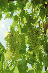 Image showing Bunch of grapes on the vine.