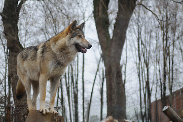 Image showing Wolf looking into the distance