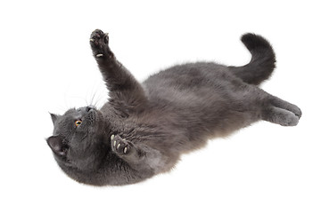 Image showing British cat is lying on his back