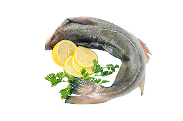 Image showing Raw fish, decorated with lemon and herbs