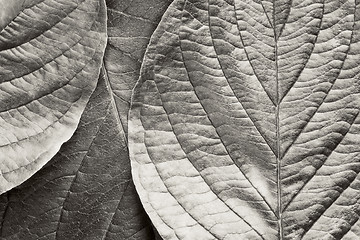 Image showing bw leafs