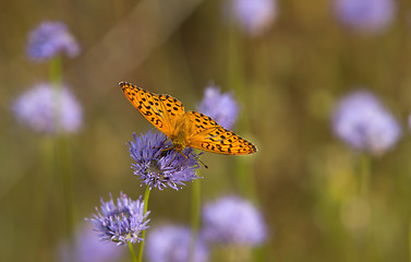 Image showing  butterfly 