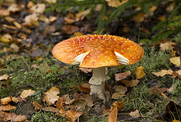 Image showing red fly agaric