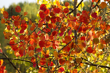 Image showing aspen leaves