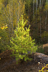 Image showing pine tree 