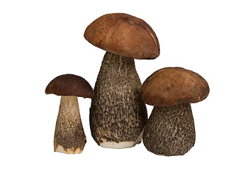 Image showing mushrooms