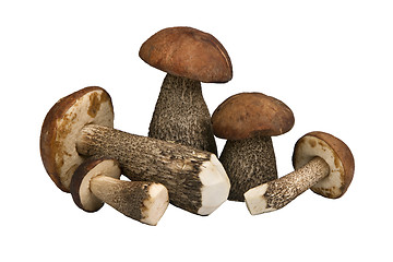 Image showing mushrooms