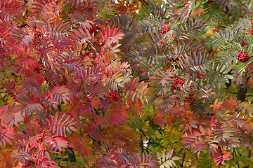 Image showing rowan leaves in the trees 