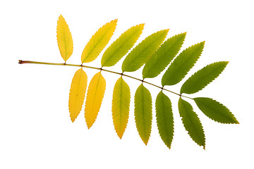 Image showing autumn leaf