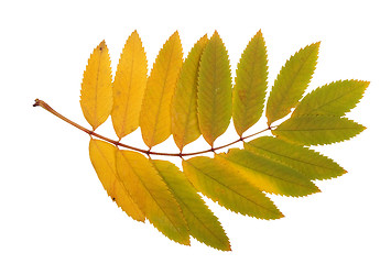 Image showing autumn leaf