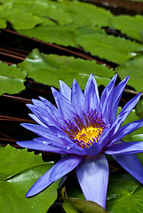 Image showing Nymphaea Director George T Moore 