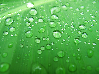 Image showing green leaf with water drops             